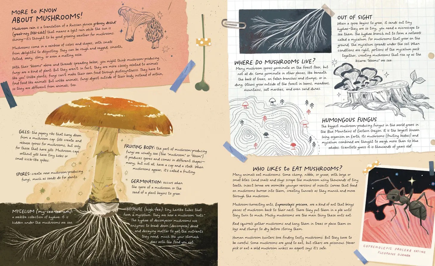 Mushroom Rain, picture book - Mushroom Coffee & Tea